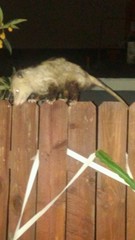 Didelphis virginiana