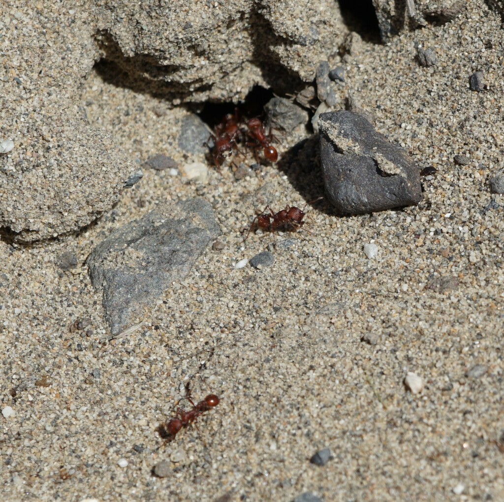 Owyhee Harvester Ant from Grant County, WA, USA on May 9, 2024 at 10:38 ...