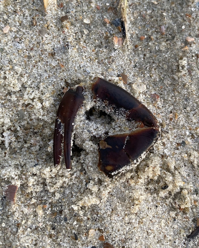 Atlantic Horseshoe Crab from Tybee Island, Tybee Island, GA, US on May
