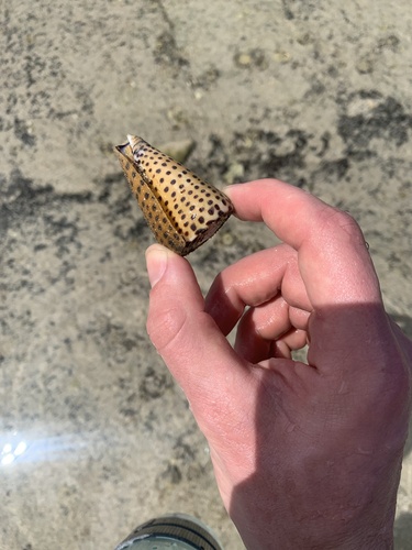 Conus leopardus observed 2024-05-09