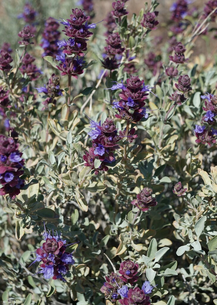 Dorzan (Sage)