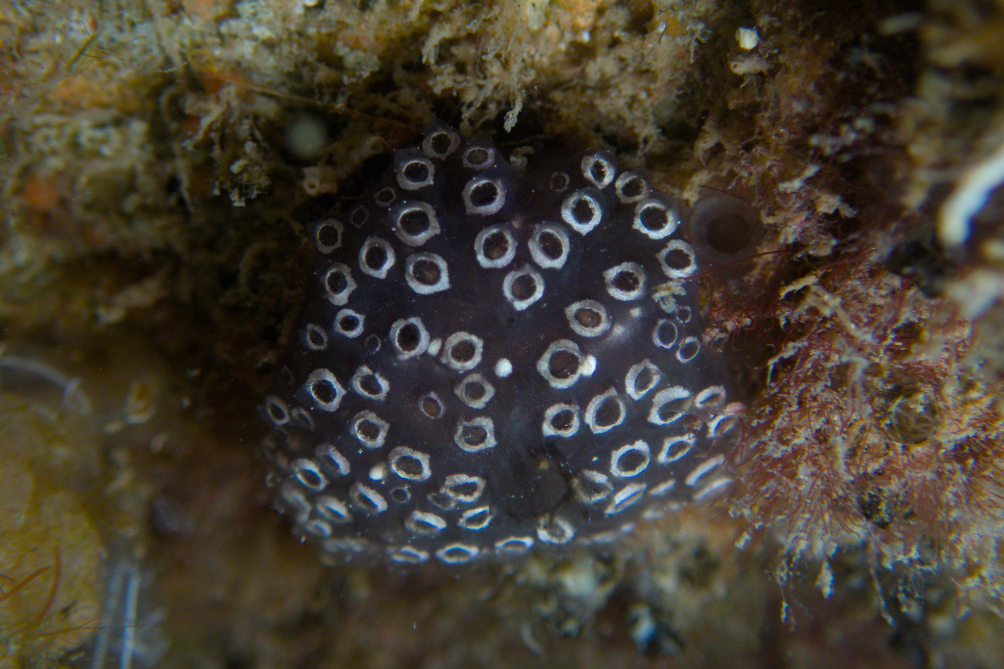 Distaplia bermudensis Van Name, 1902