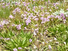 Allium lemmonii