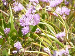 Allium lemmonii