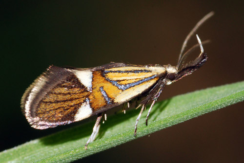Common Tubic