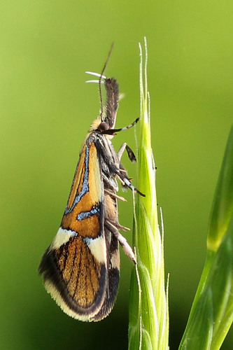 Common Tubic