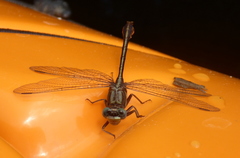 Phanogomphus minutus