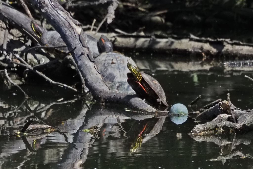 Western Painted Turtle in May 2024 by John Rakestraw. Redeared Slider