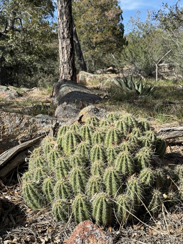 Echinocereus yavapaiensis