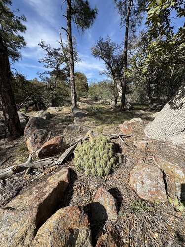 Echinocereus yavapaiensis
