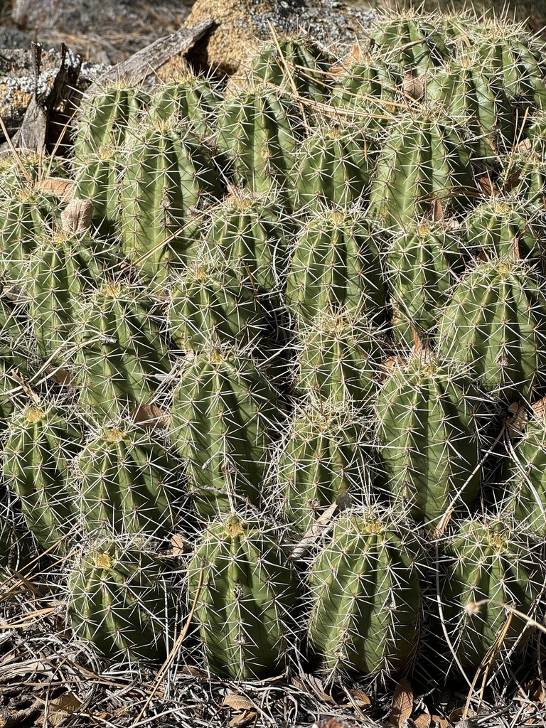 Echinocereus yavapaiensis, Yavapai County, US-AZ, US
