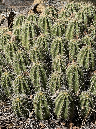 Echinocereus yavapaiensis