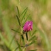 Vicia sativa nigra - Photo (c) Jakob Fahr, μερικά δικαιώματα διατηρούνται (CC BY-NC), uploaded by Jakob Fahr