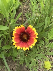 Gaillardia aristata