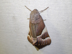 Niceteria macrocosma