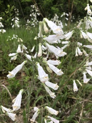 Penstemon tenuiflorus