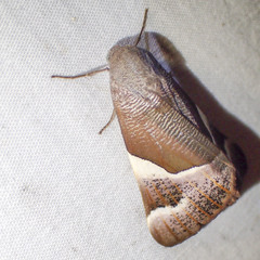 Niceteria macrocosma