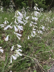 Penstemon tenuiflorus