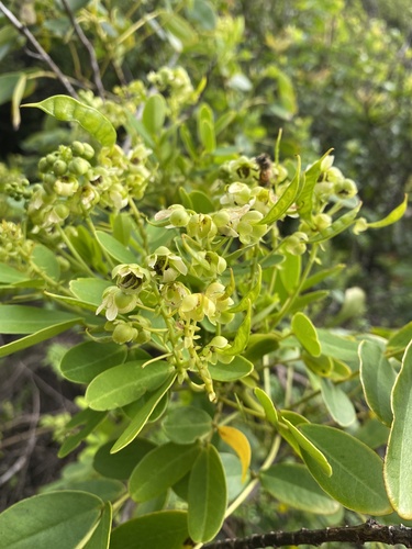 Senna gaudichaudii observed 2024-05-09