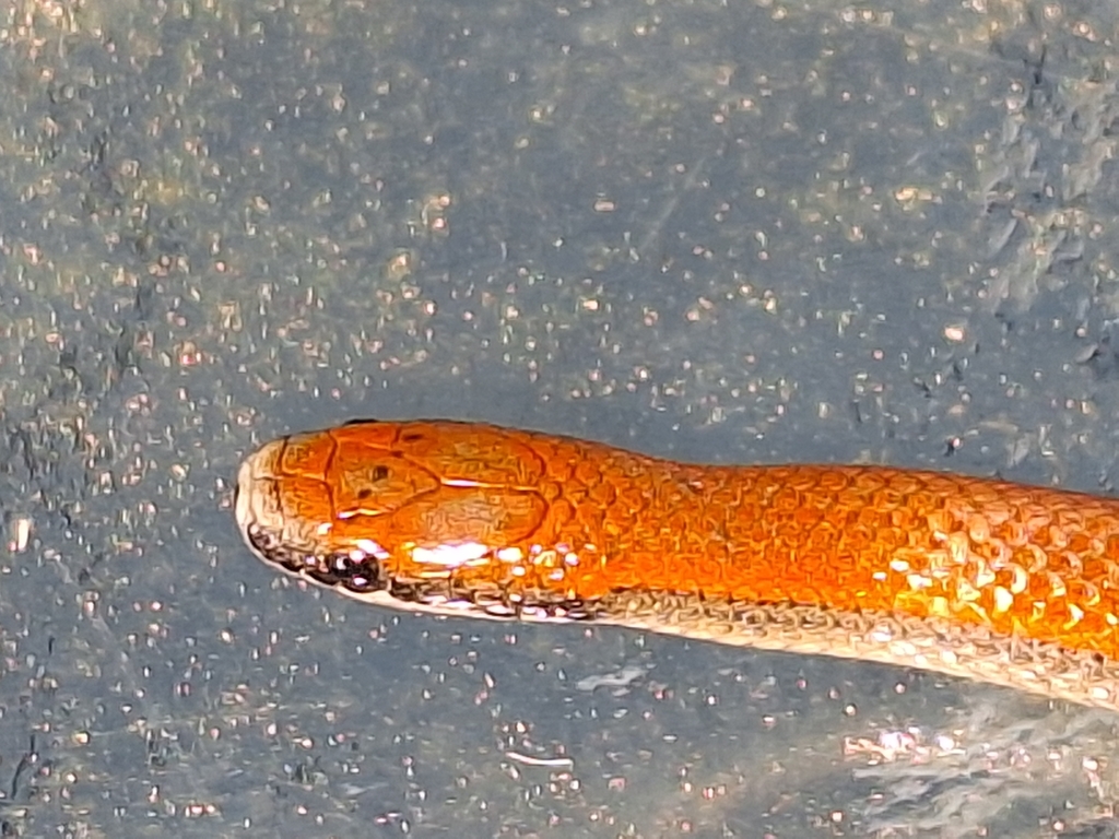 Sharp-tailed Snake in May 2024 by Rob Ferber. Retrieved from pool alive ...