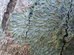 Hyperphyscia plinthiza