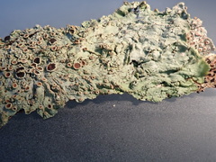 Hyperphyscia plinthiza