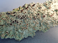 Hyperphyscia plinthiza