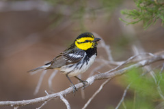 Setophaga chrysoparia