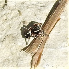 Habronattus fallax