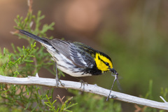 Setophaga chrysoparia