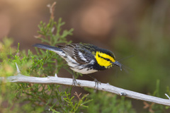 Setophaga chrysoparia