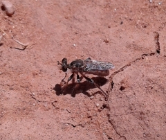 Cerotainiops
