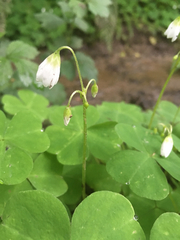Oxalis trilliifolia