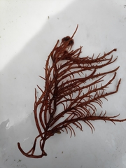 Gracilaria