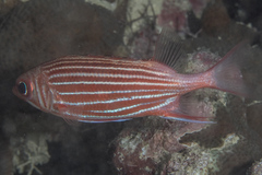 Sargocentron diadema