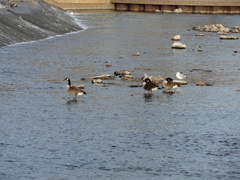 Branta canadensis