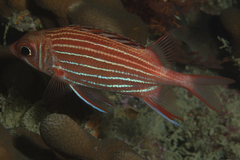 Sargocentron diadema