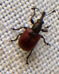 Tatianaerhynchites aequatus