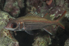 Silver Squirrelfish - Photo (c) Mark Rosenstein, some rights reserved (CC BY-NC), uploaded by Mark Rosenstein