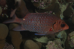 Sargocentron violaceum