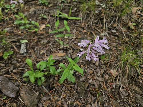 Image of Penstemon canescens by (c) Daniel McClosky, some rights reserved (CC BY)