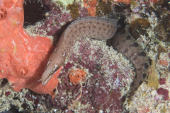 Gymnothorax zonipectis