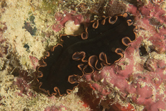Pseudobiceros splendidus