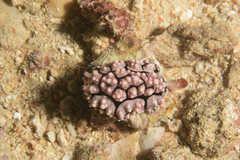 Phyllidiopsis krempfi