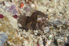 Canthigaster janthinoptera