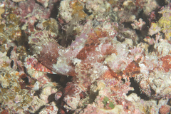 Eschmeyer's Scorpionfish photo 1