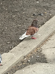 Columba livia domestica