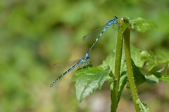 Coenagrion scitulum