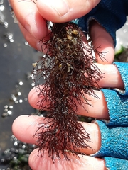 Fredericqia decewii