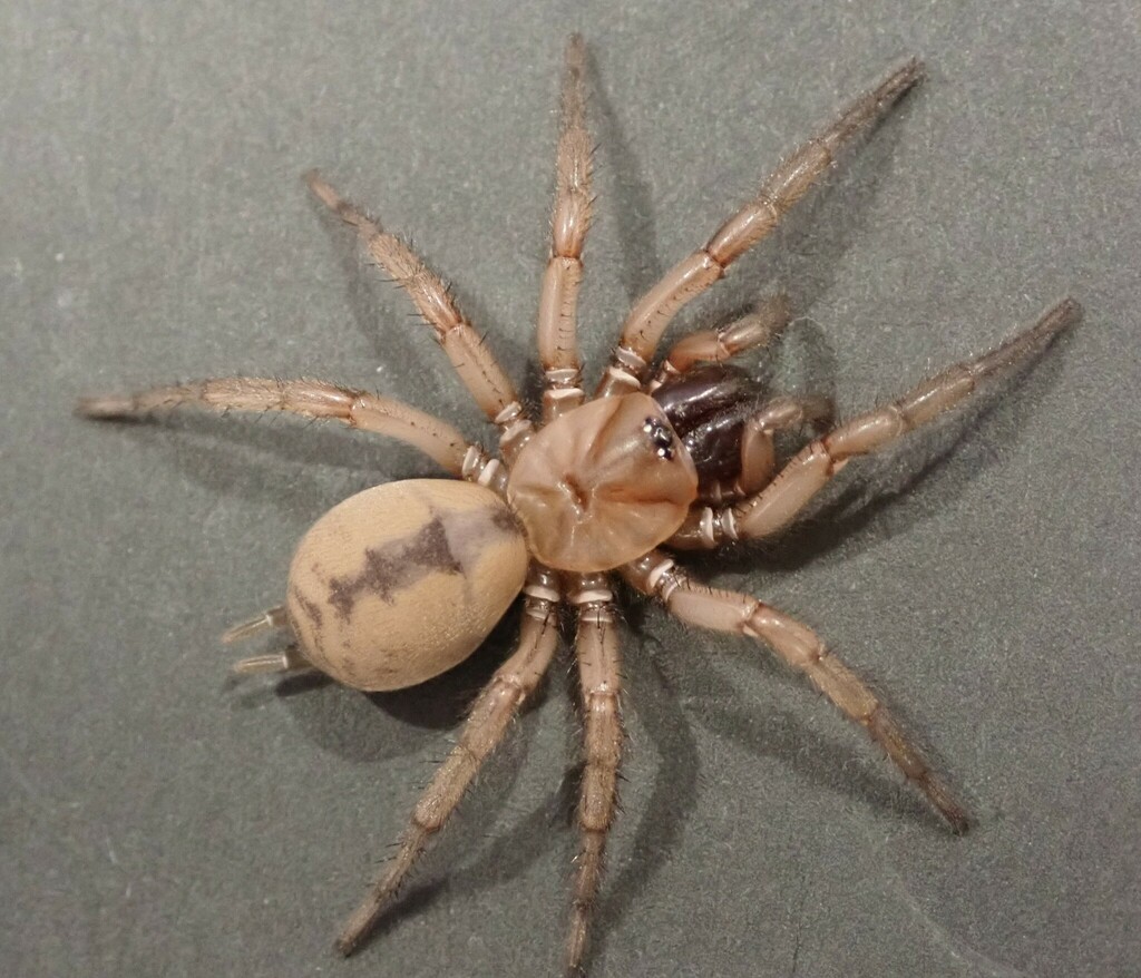 Hexathele petriei